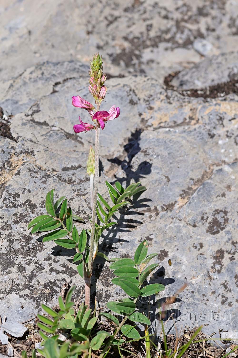 Onobrychis montana