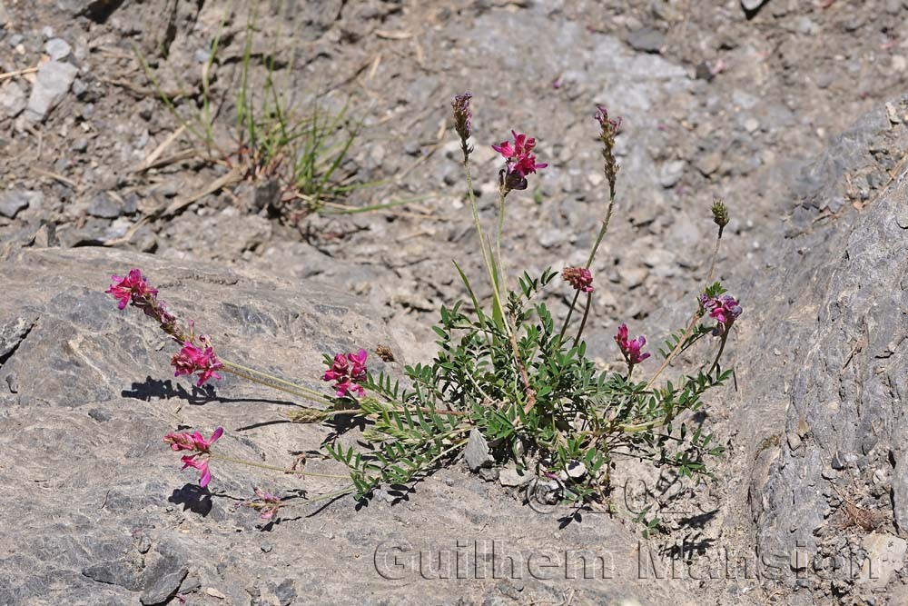 Onobrychis montana