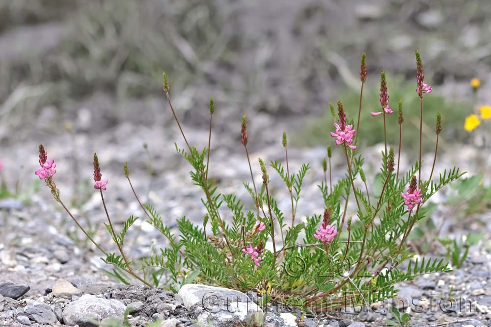 Onobrychis viciifolia