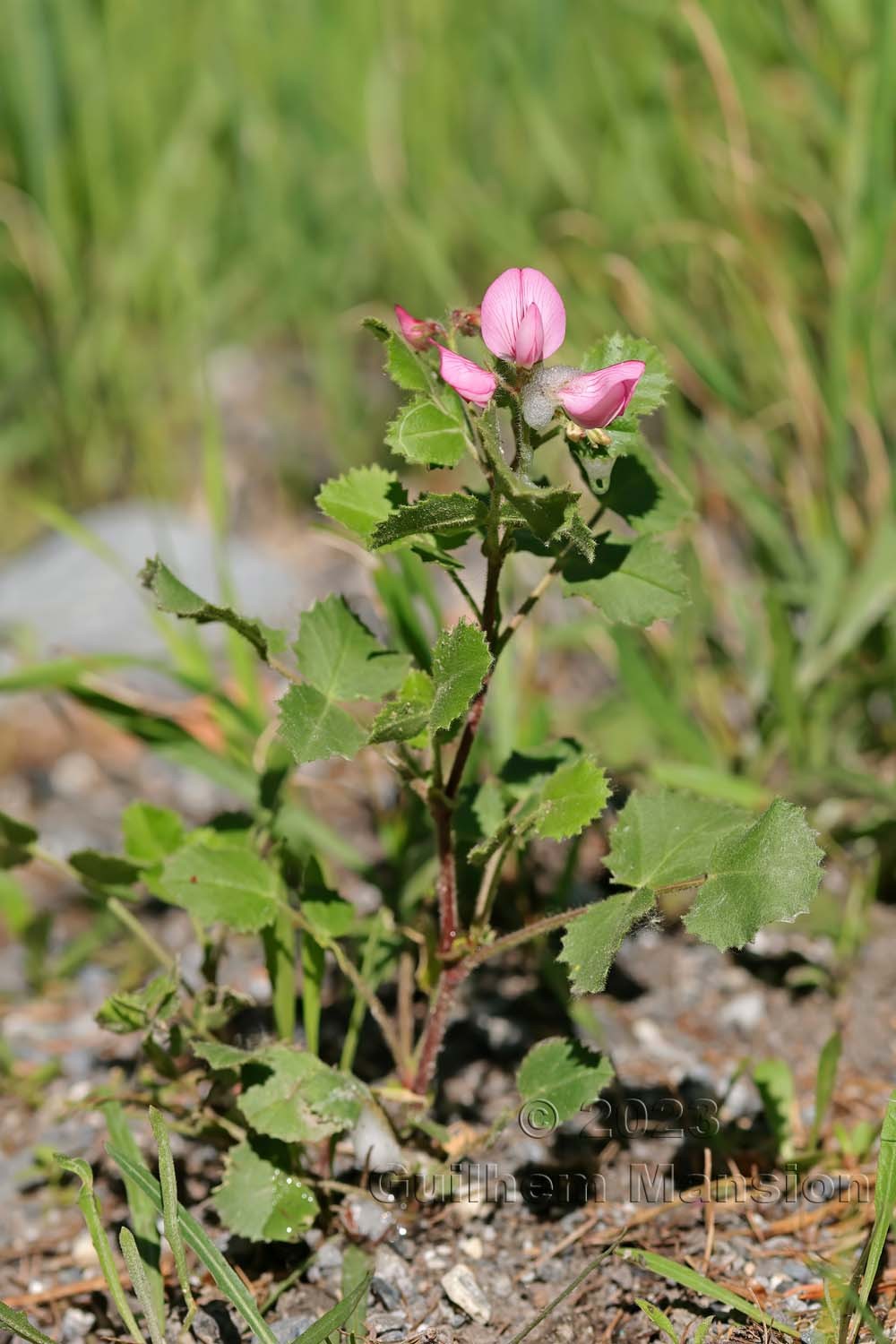 Ononis rotundifolia