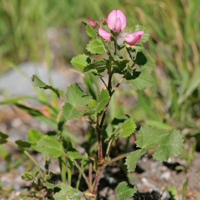 Ononis rotundifolia