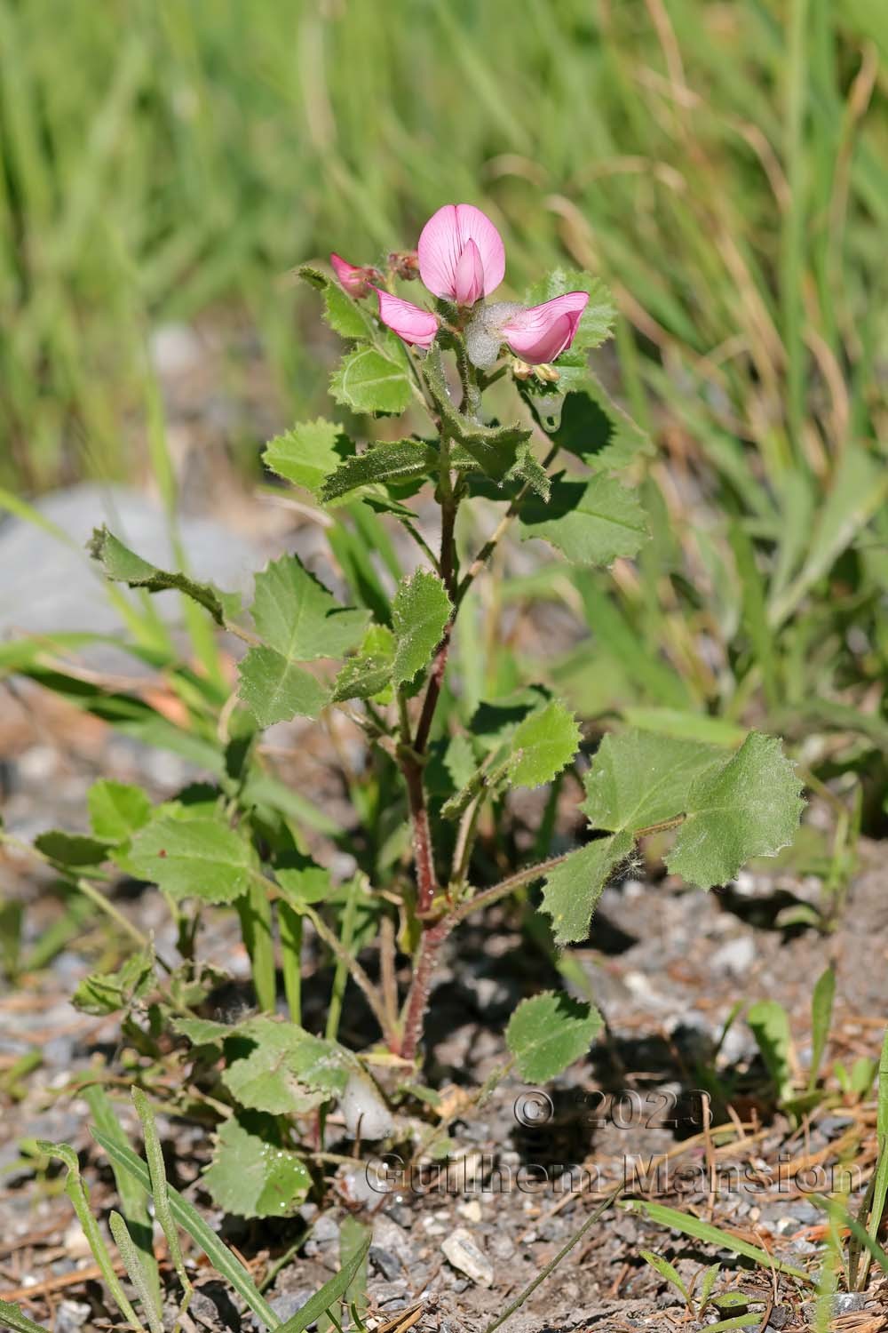 Ononis rotundifolia