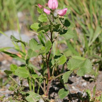 Ononis rotundifolia