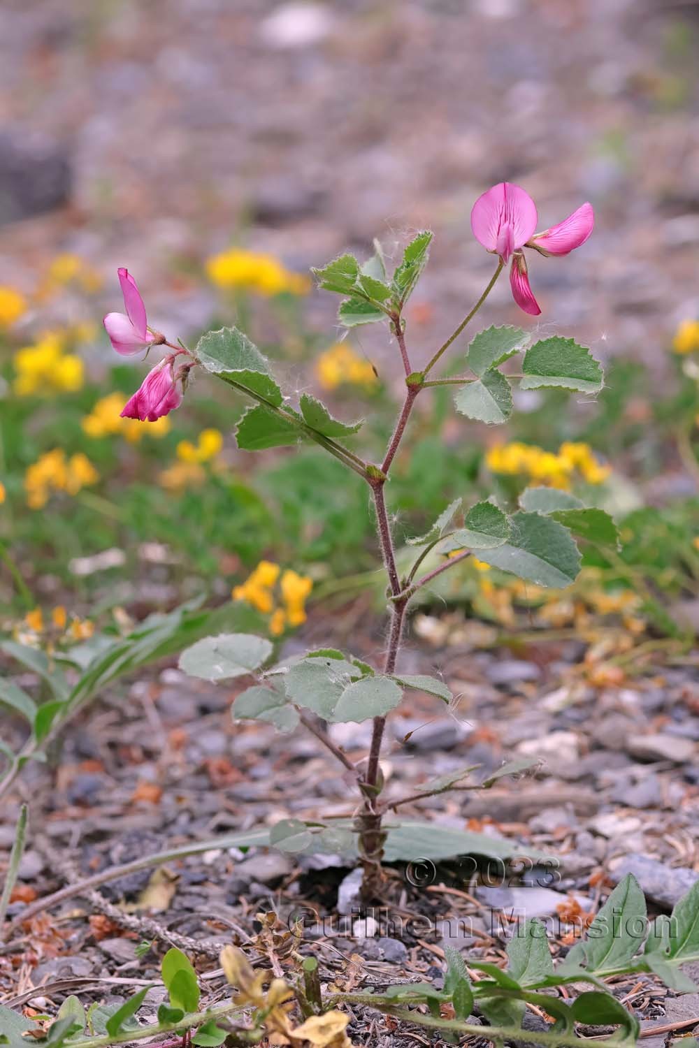 Ononis rotundifolia