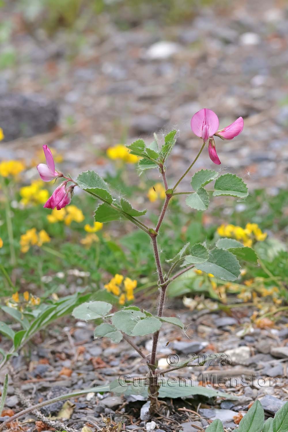 Ononis rotundifolia