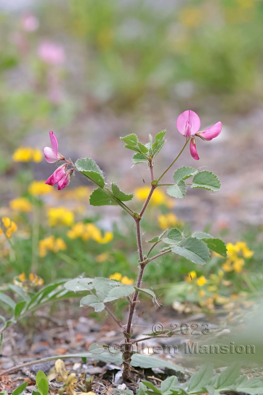 Ononis rotundifolia