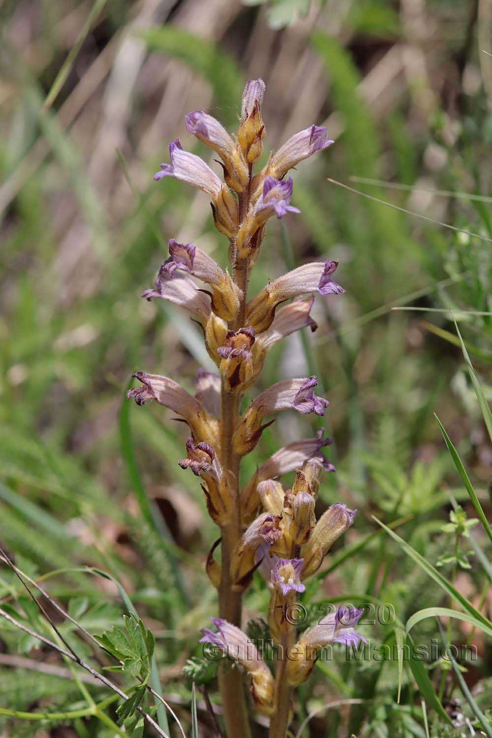 Phelipanche arenaria