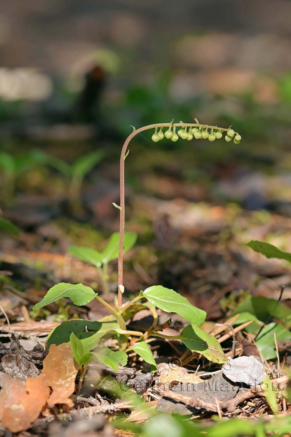 Orthilia secunda