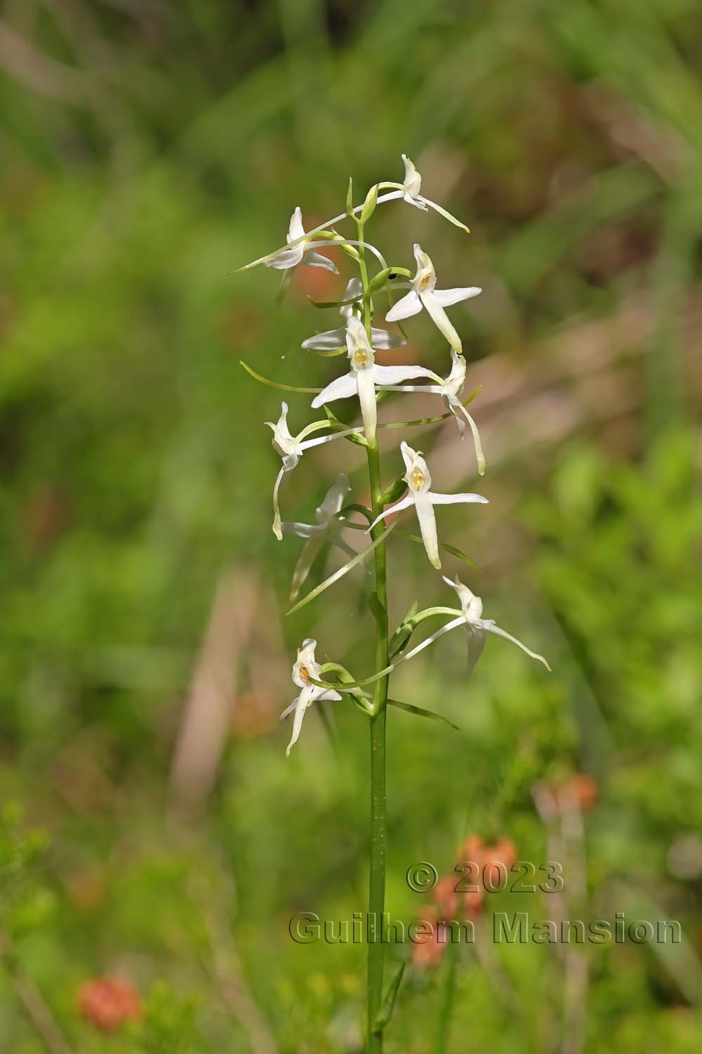 Platanthera bifolia