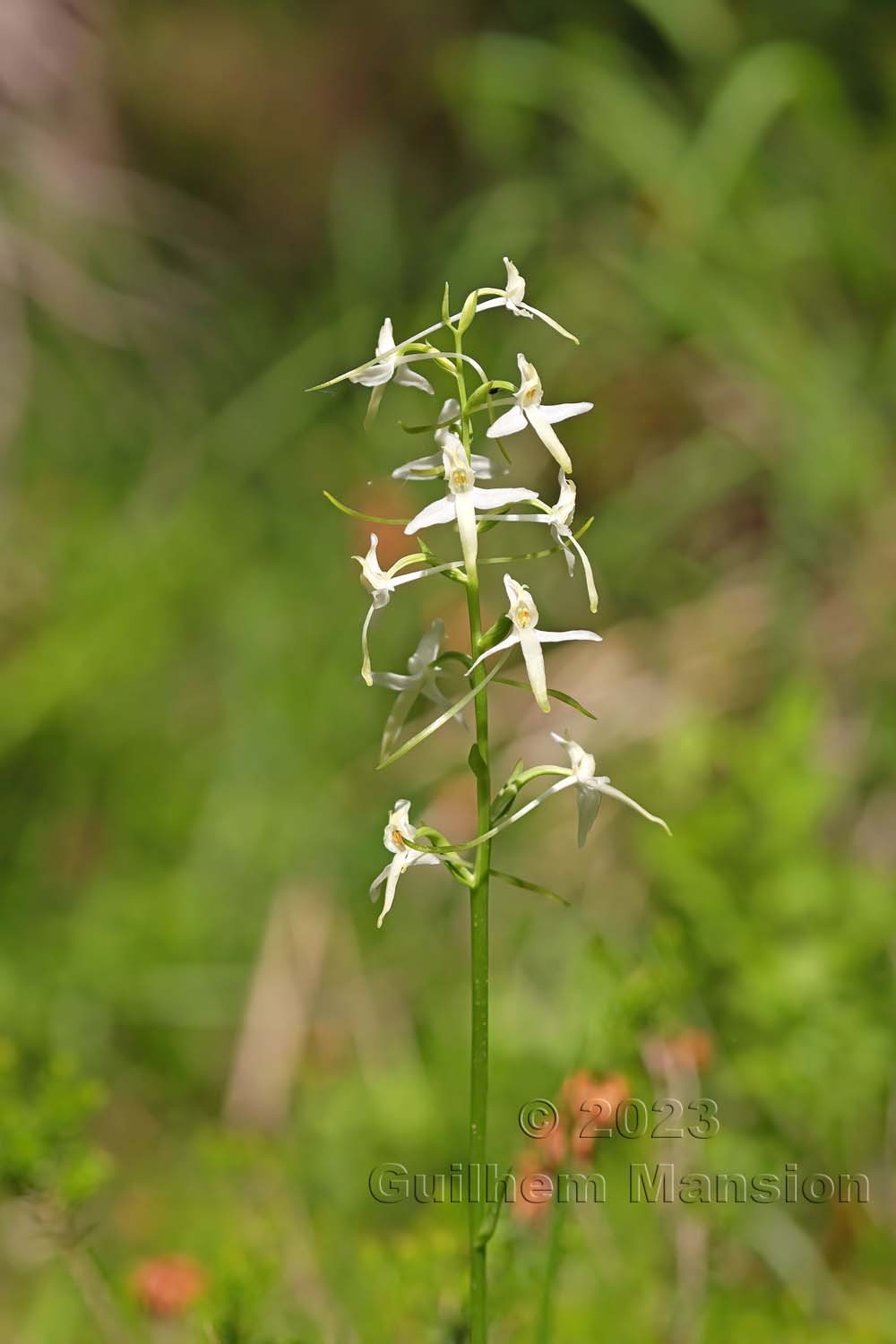 Platanthera bifolia