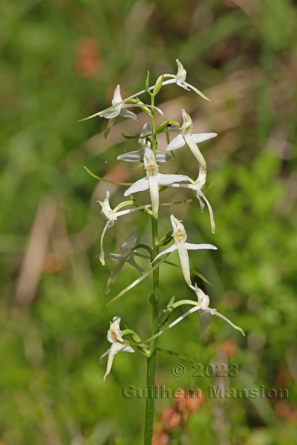 Platanthera bifolia