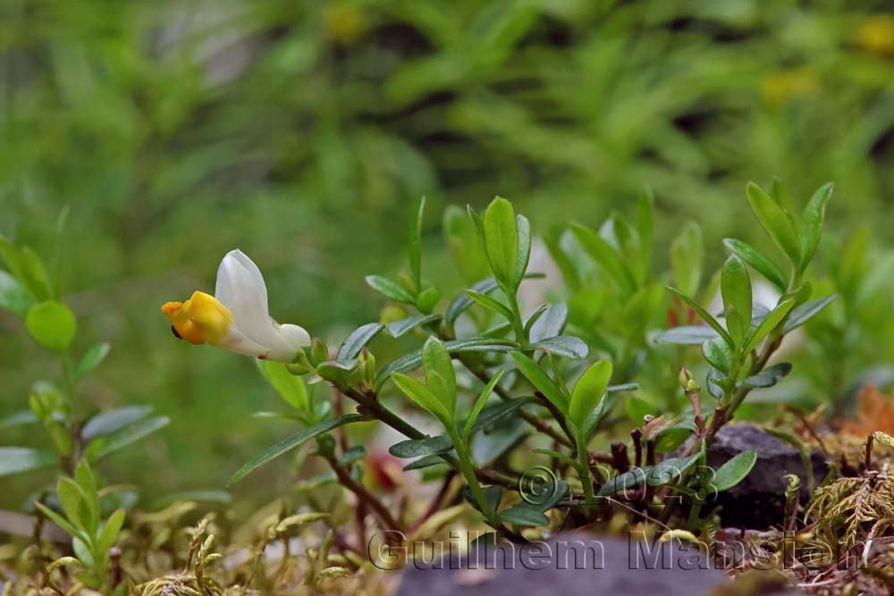 Polygala chamaebuxus