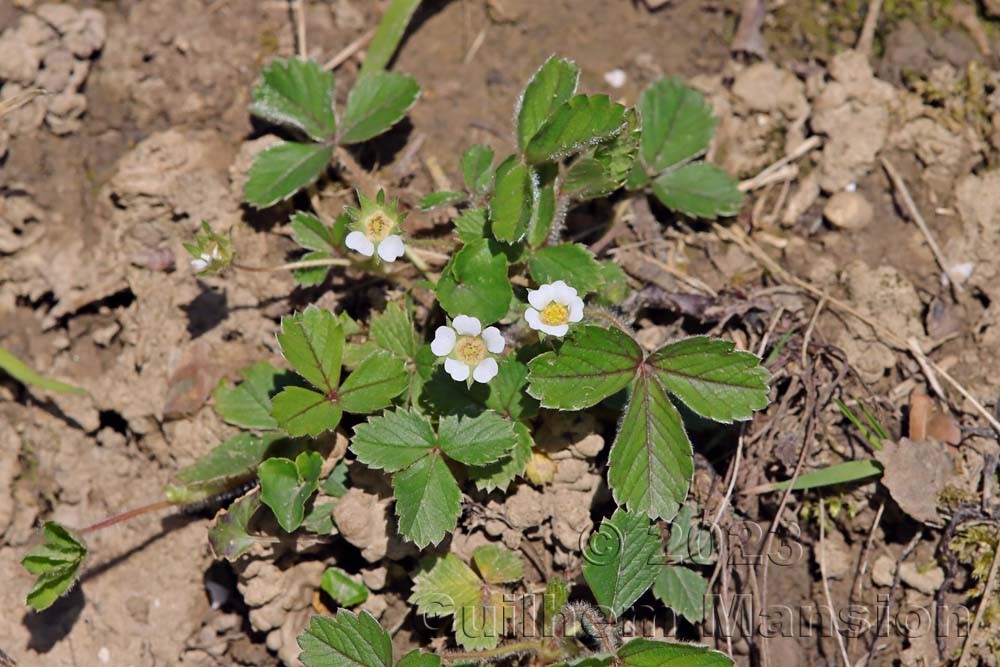 Potentilla sterilis