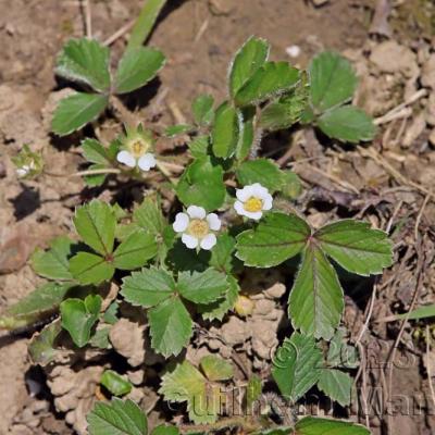 Potentilla sterilis