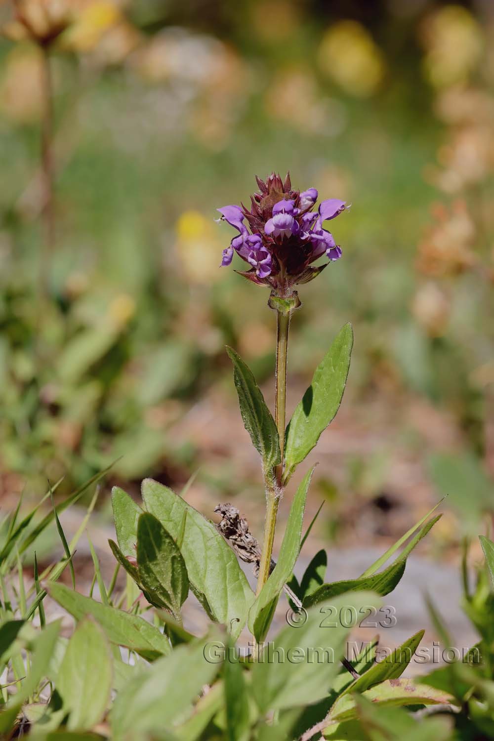 Prunella grandiflora