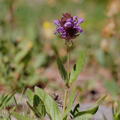 Prunella grandiflora