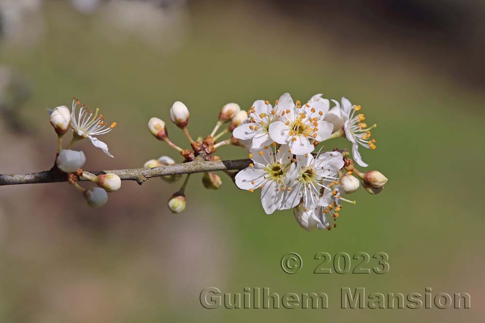 Prunus spinosa