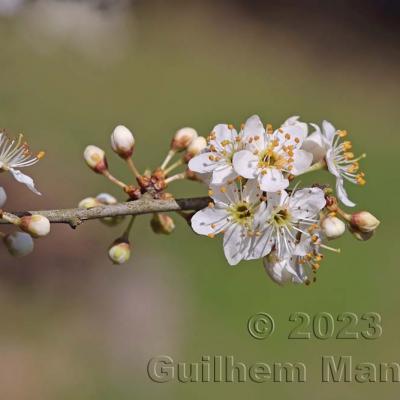 Prunus spinosa