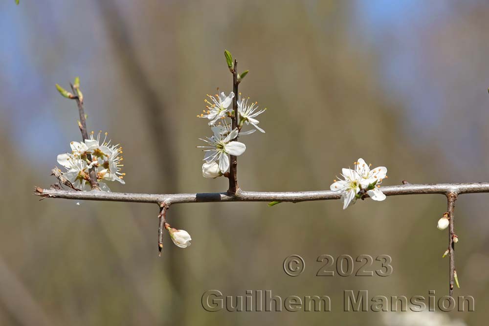 Prunus spinosa