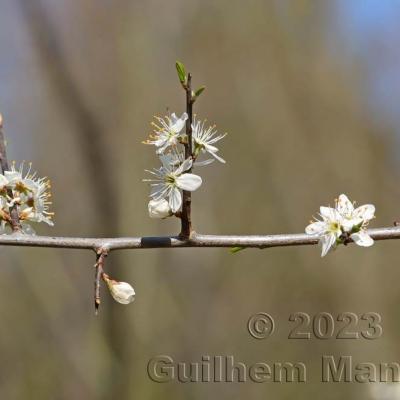 Prunus spinosa