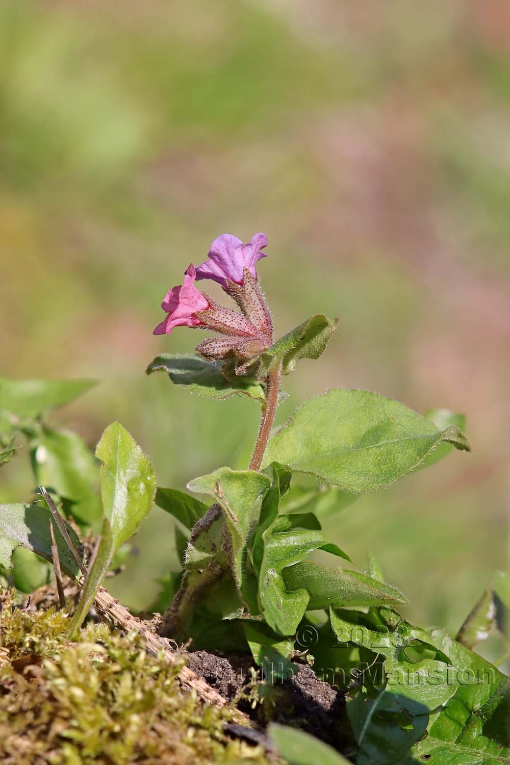 Pulmonaria obscura