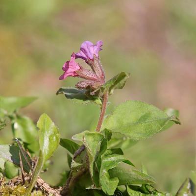 Pulmonaria obscura