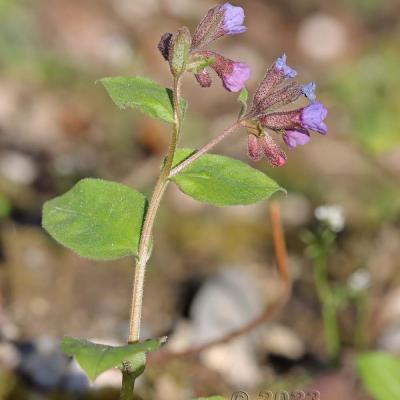 Pulmonaria obscura