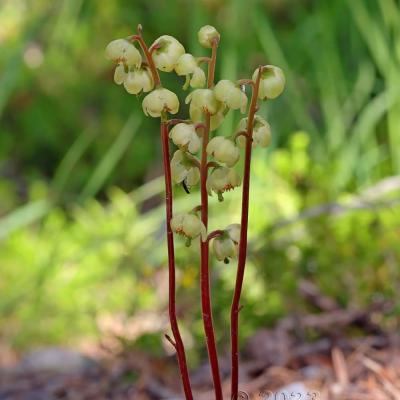 Pyrola chlorantha