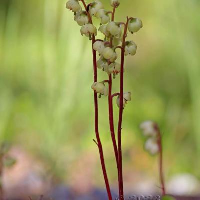 Pyrola chlorantha