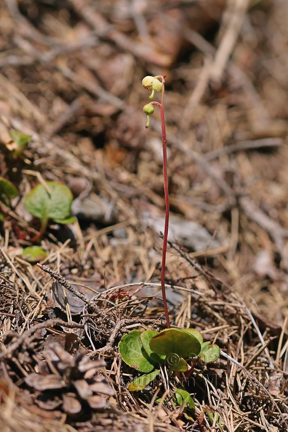 Pyrola chlorantha