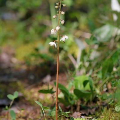 Pyrola rotundifolia