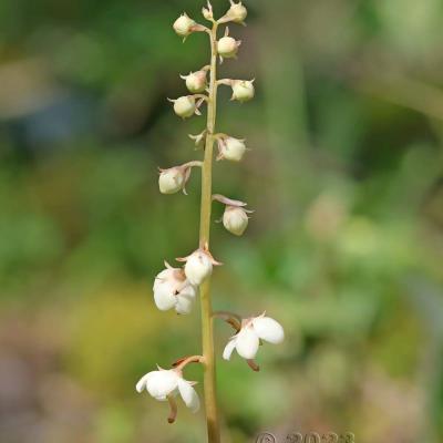 Pyrola rotundifolia