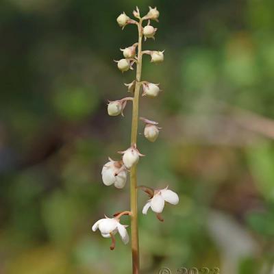 Pyrola rotundifolia