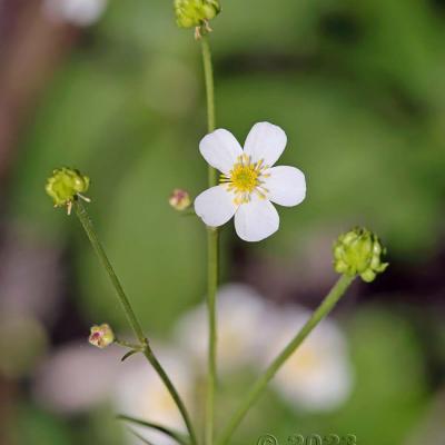 Ranunculus aconitifolius