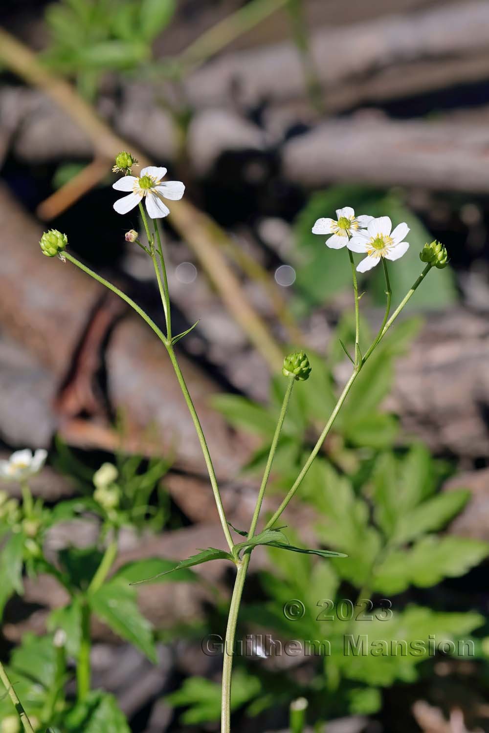 Ranunculus aconitifolius