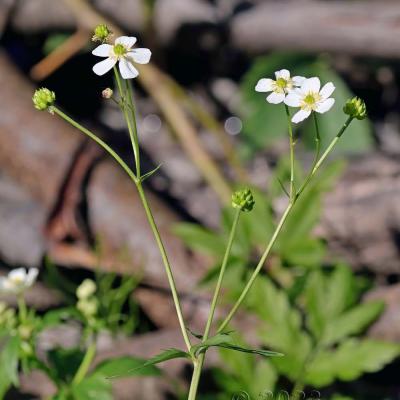 Ranunculus aconitifolius