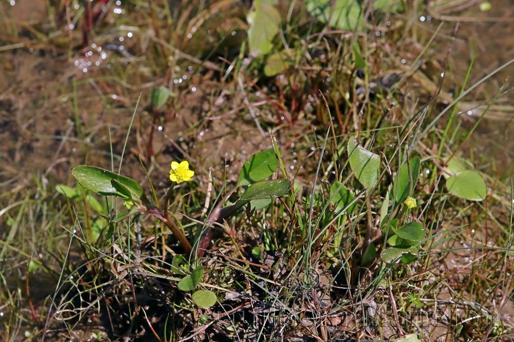 Ranunculus ophioglossifolius