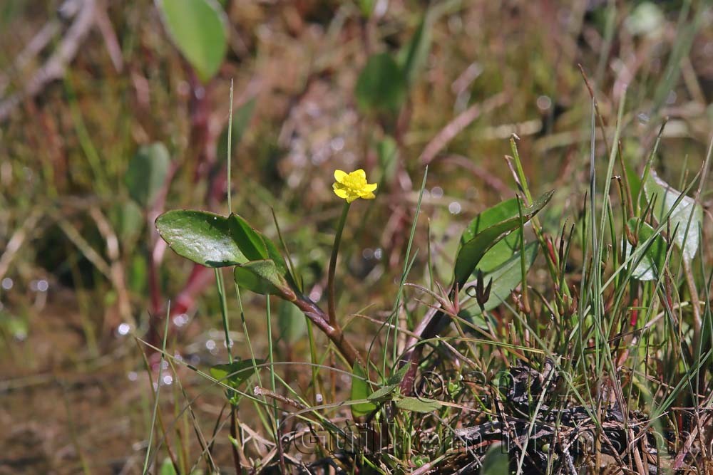 Ranunculus ophioglossifolius