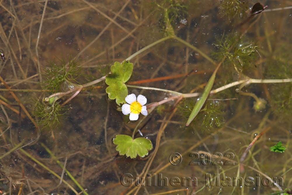 Ranunculus peltatus