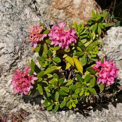 Rhododendron ferrugineum