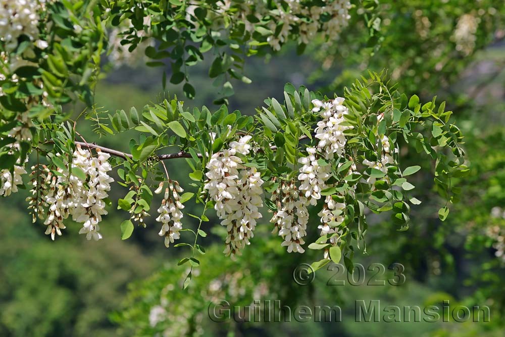 Robinia pseudoacacia