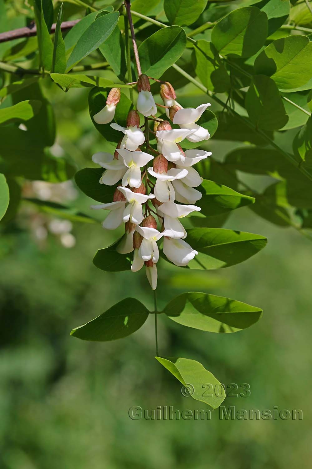 Robinia pseudoacacia