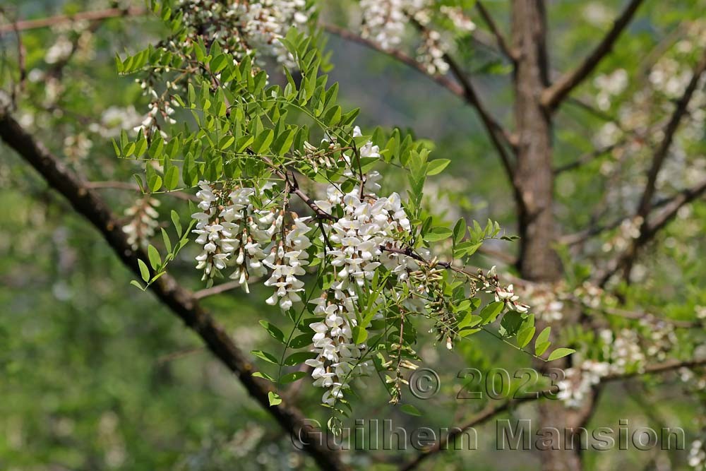 Robinia pseudoacacia