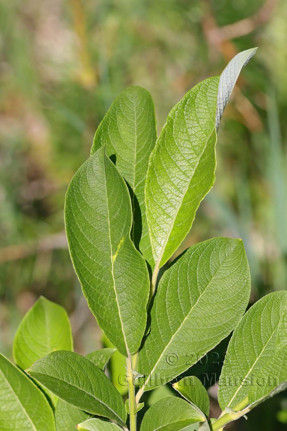 Salix appendiculata