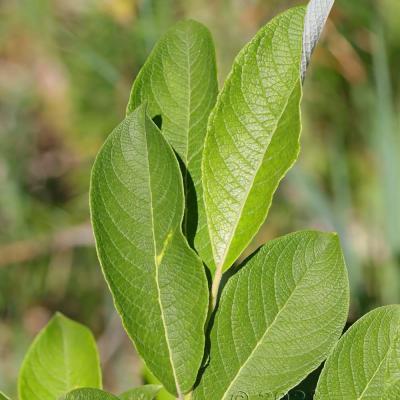 Salix appendiculata