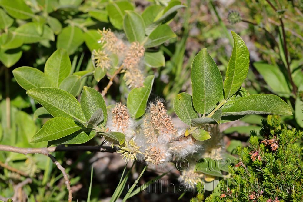 Salix caprea