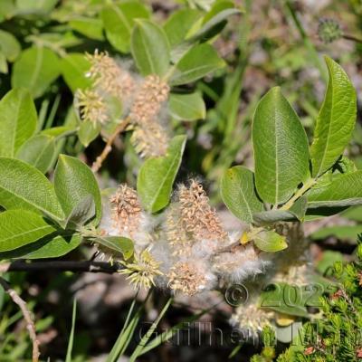 Salix caprea