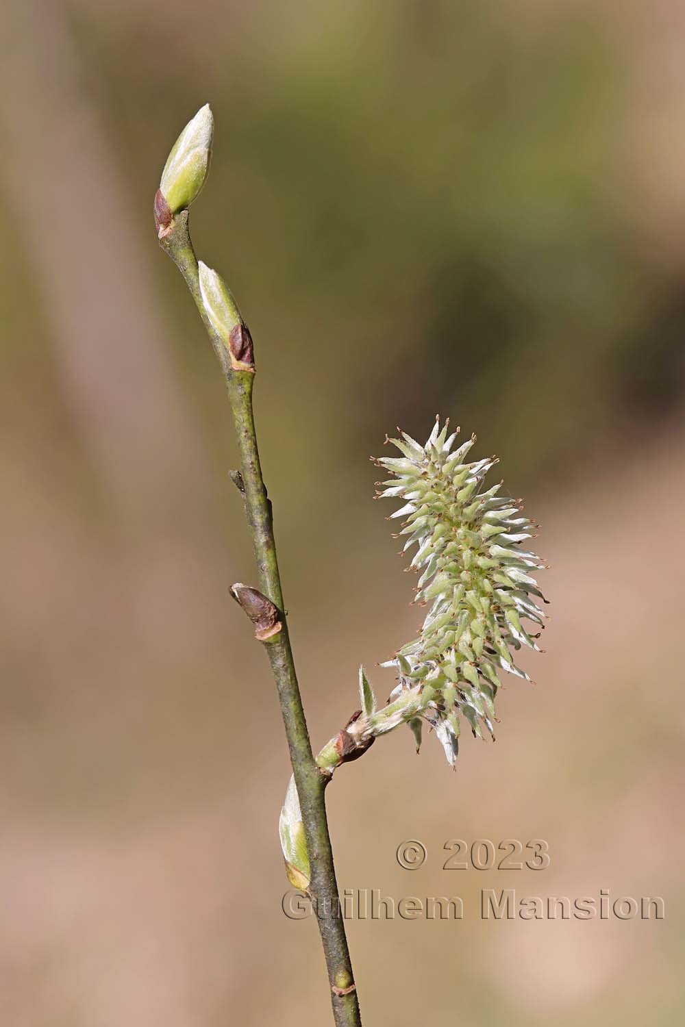 Salix caprea