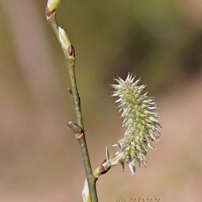 Salix caprea