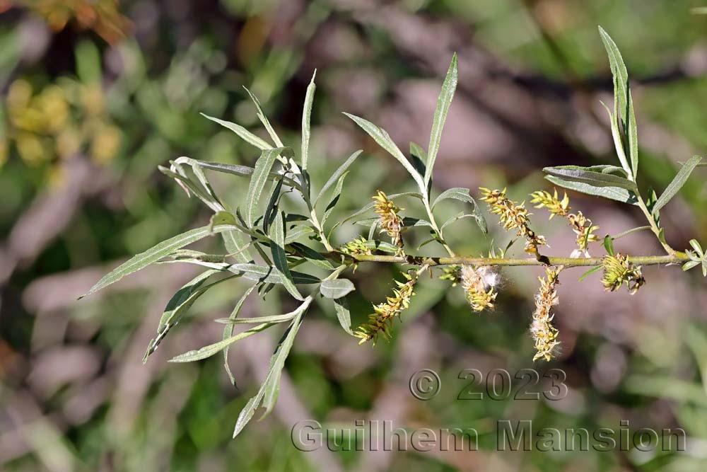 Salix eleagnos